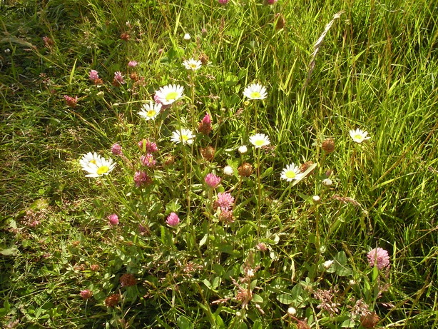SDC19989.JPG