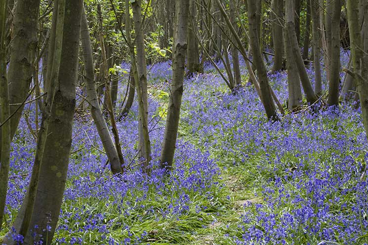Sissinghurst Castlewebsissinghurst.jpg