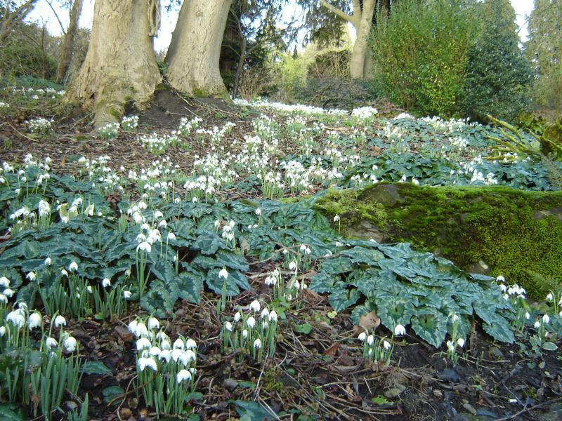 snowdrops-gatton-park.jpg