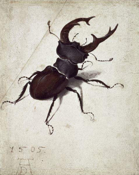 stag-beetle.jpg