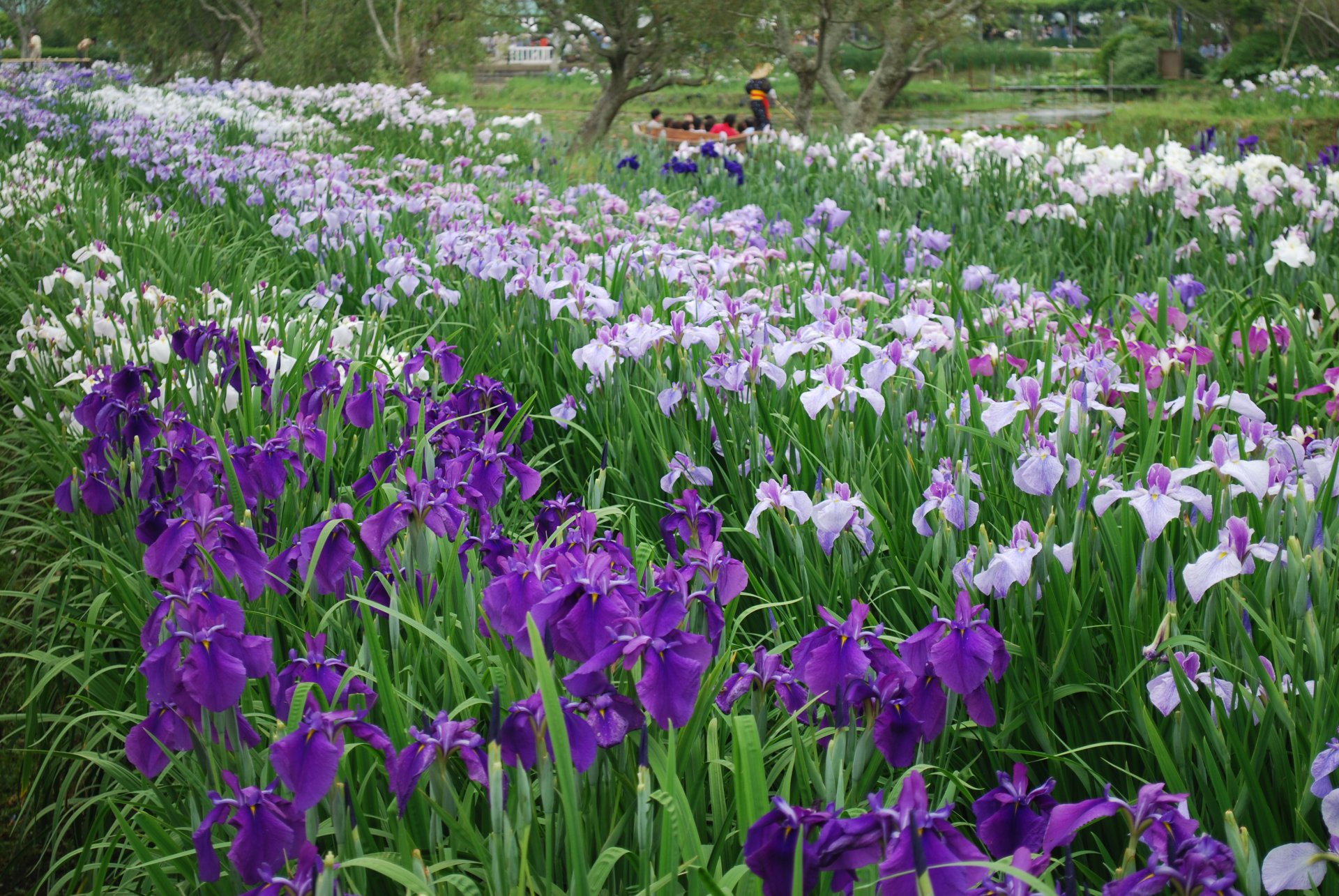 Suigo-Sawara-aquatic-botanical-garden3,iris,Katori-city,Japan.JPG