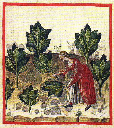 tacuin06.jpg
