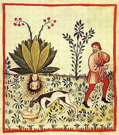 tacuin20.jpg