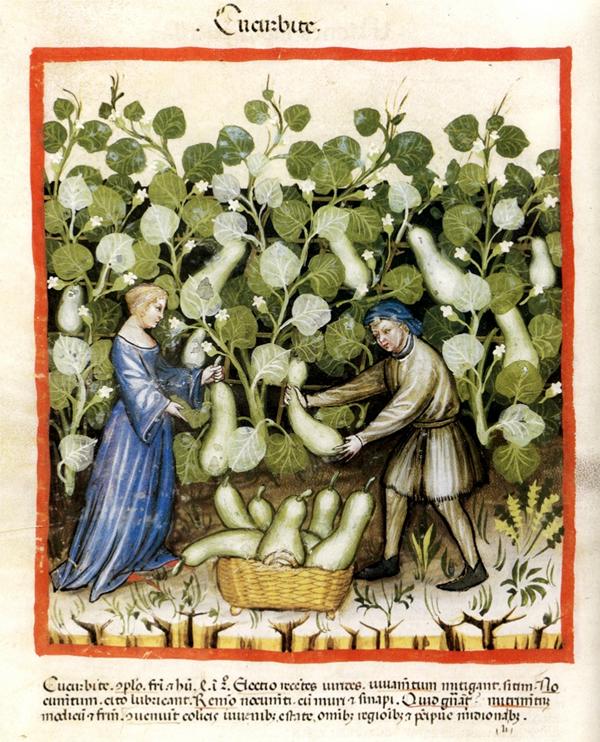 Tacuin_Courge11f.jpg
