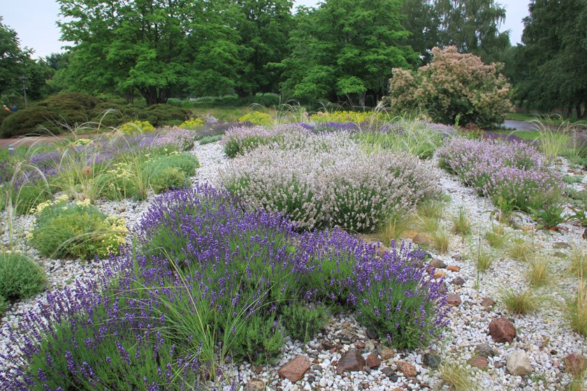 th_e28cc42e23bebae5d19d5feb3461c043_1533566511Lavendel3.jpg