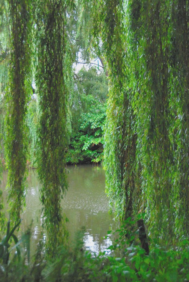 the-beth-chatto-gardens-weeping-willow-or-sweeping-willow-what-is-fashionable-for-men.jpg