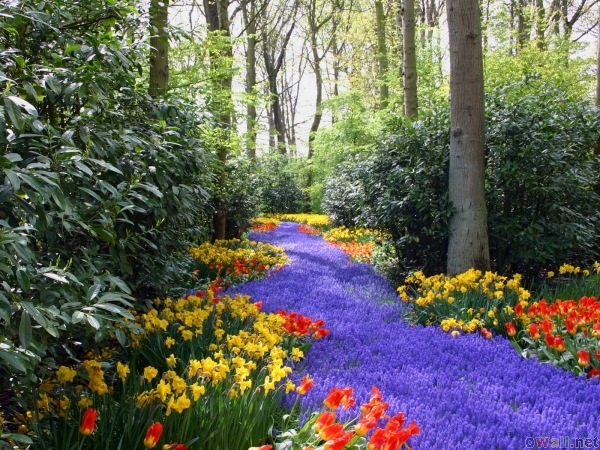 thumb3_spring_flowers_7.jpg