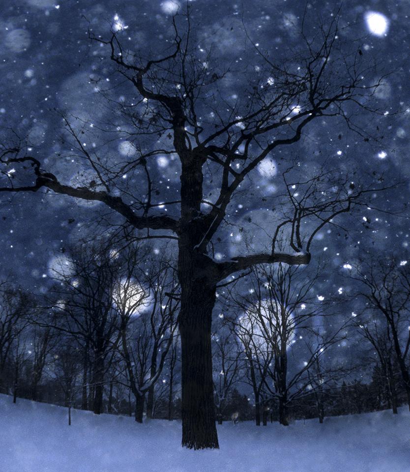 TREE_This ONE!.jpg