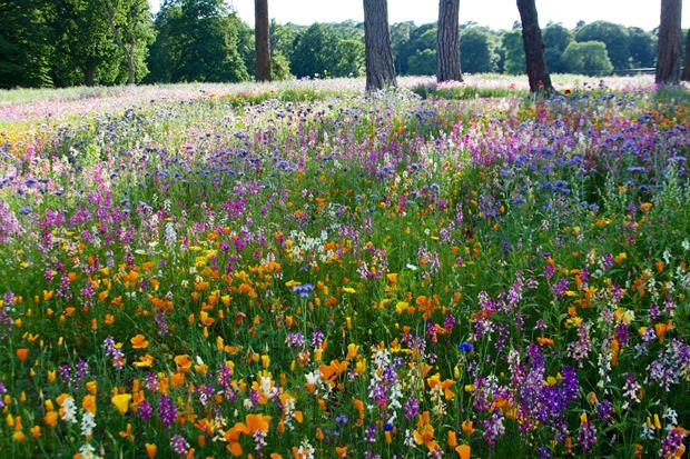 Trentham-Annual-Meadow-2016-Nigel-Dunnett2-20160805124128841.jpg