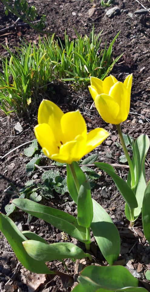 Tulipan.jpg