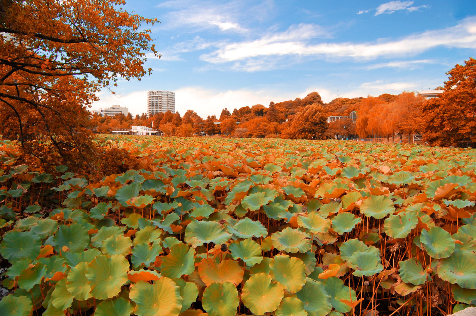 Ueno-Park-Autumn.jpg