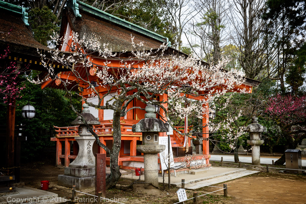 ume-kitano-tenmangu-kyoto-810795.jpg