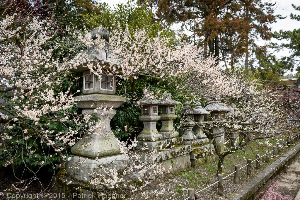 ume-kitano-tenmangu-kyoto-810850.jpg