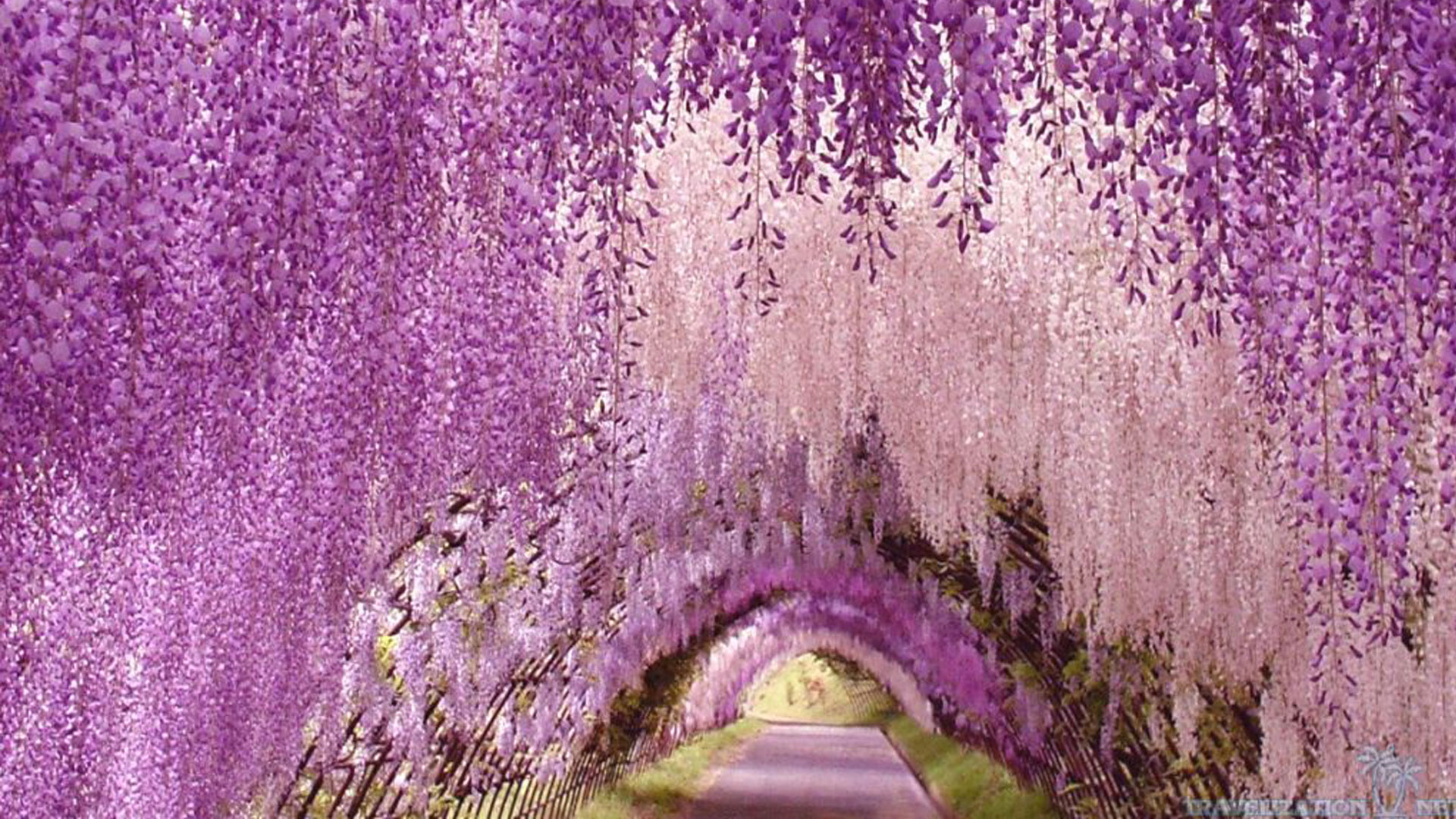 wallpaper-Ashikaga-flower-park-awesome2.jpg