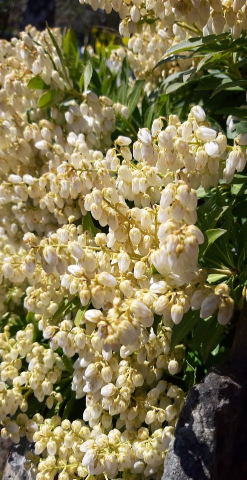 White flowers.jpg