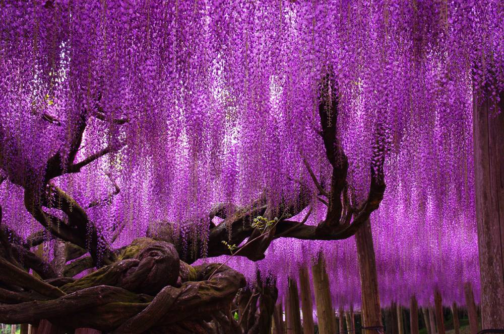 Wisteria-Tree-Ashikaga-Flower-Park-Japan.jpg