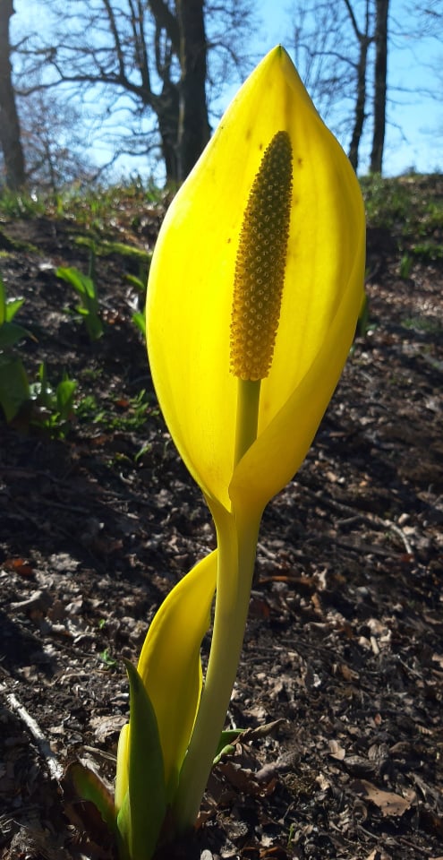 Yellow calla.jpg