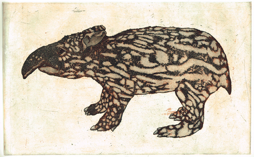 Young-Malay-Tapir.jpg