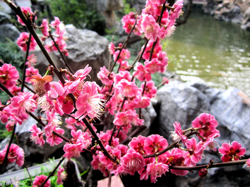 Yuyuan-10.jpg