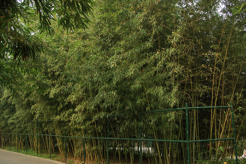 Zizhuyuan-5.jpg