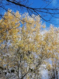 IMG_20231116_120109.jpg