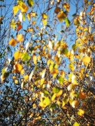 DSCN0918.JPG