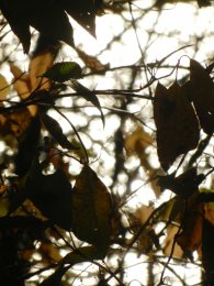 DSCN0922.JPG