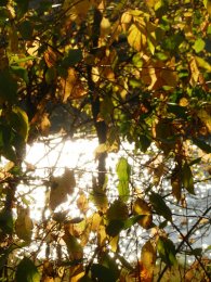 DSCN0923.JPG