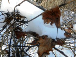 DSCN9898.JPG