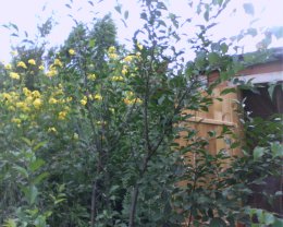 IMG0227A.jpg