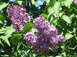 IMG_0018.jpg