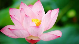 6801050-lotus.jpg