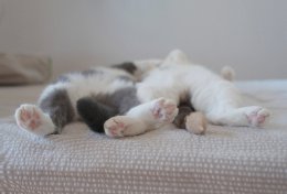 кот 2.jpg