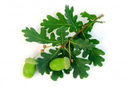 acorns-small1.jpg