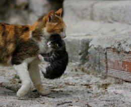 Кошка несёт котёнка.jpg