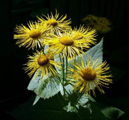 flowers1a.jpg